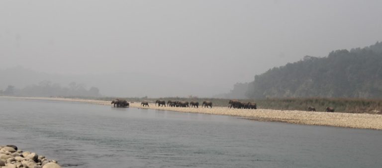 elephant Crossing River